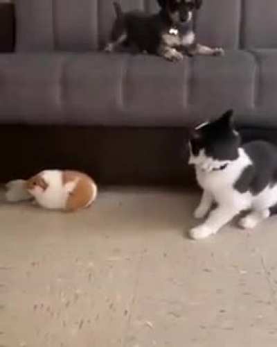 No! Don’t you touch him!