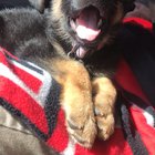 a happy bean