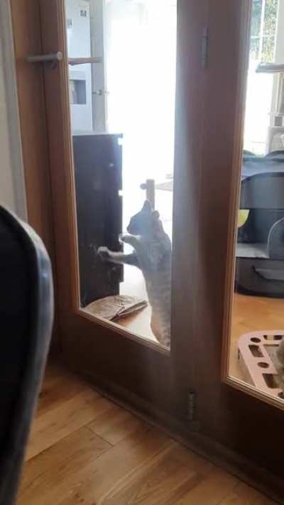 Milo will not stand for being shut out of a room. Any room. And he will tap and tap and tap until you let him in ?