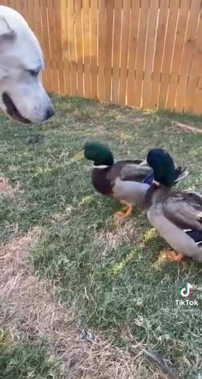 Getting cussed out by ducks