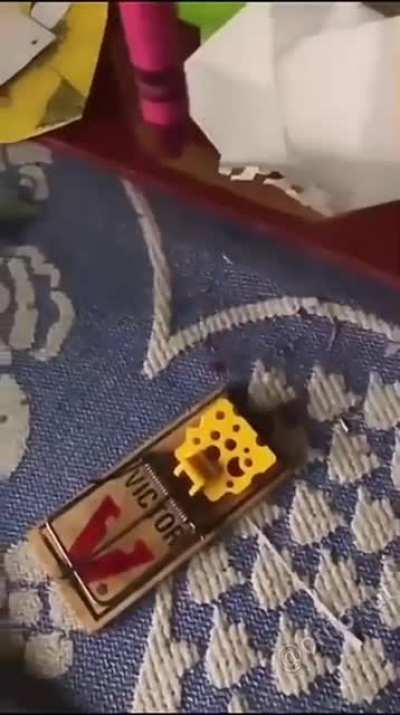 Professional trap tester