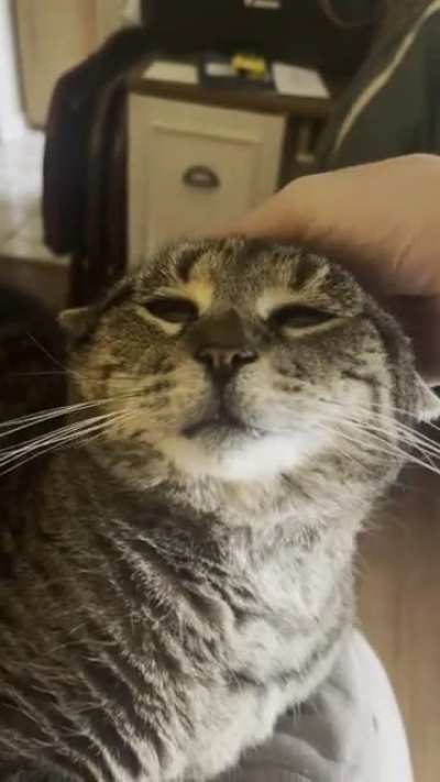 (OC) 10 out of 10 times Buddy will purr as soon as you pet him. Even when he’s sound asleep ?