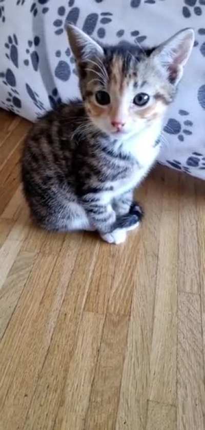 Hi everyone ? I'm Sif. I just learned how to get up on the high dresser where my mom likes to sleep, so please excuse my hiccups on this video, but I just drank a whole lot of momma-milk without any interventions by my annoying little sis Nora ? Good to m