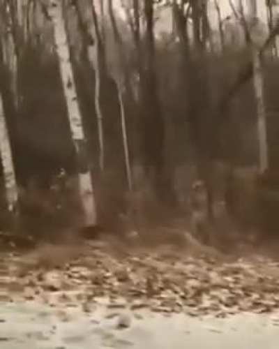 ? Siberian Tiger camouflage.