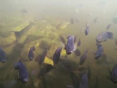 GoPro shows what's going on in the pond.