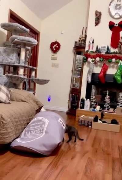 This guy’s adorable kitten is too adorable