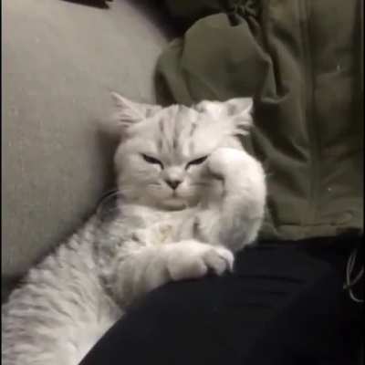 Kitty deep in thought