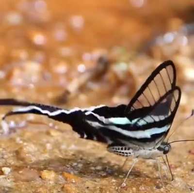 Dragontail Butterflies filmed by Kazuo Unno