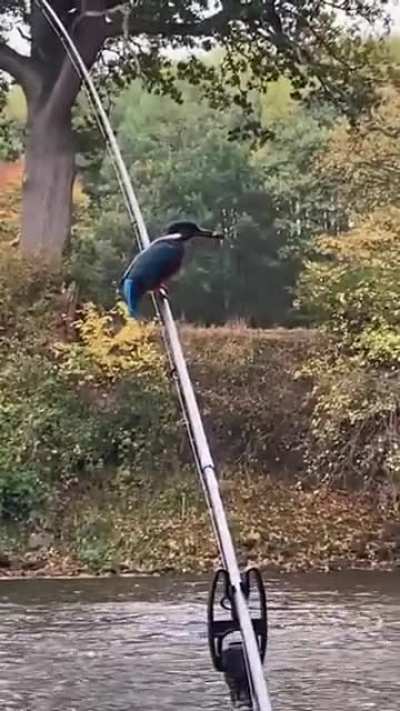 ? A kingfisher shows a person holding a fishing pole how to catch fish