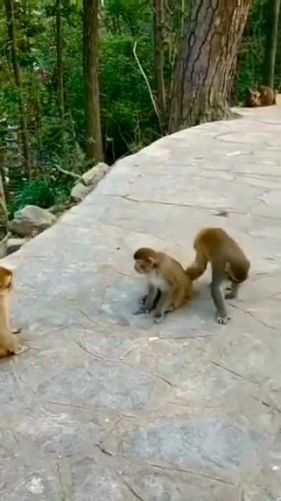 ? Elderly monkey called for peace between two fighting younger monkeys