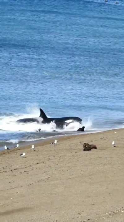 ? ? ? Orca chow