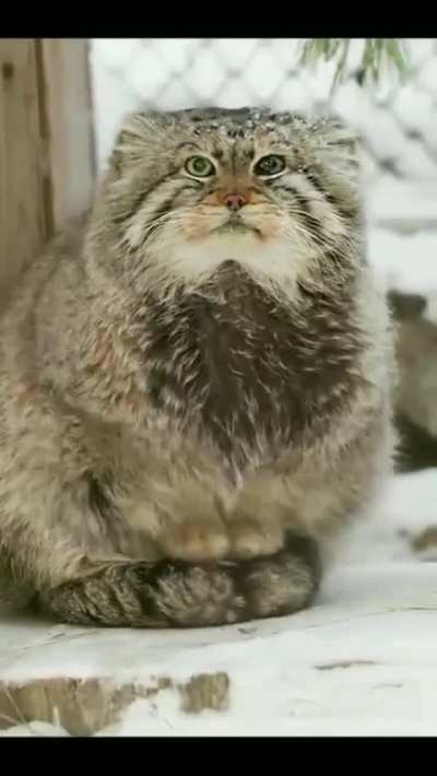 ? Pallas cat sitting on its tail to stay warm, a barrier against the cold ground ?