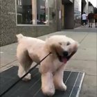 The happiest doggo