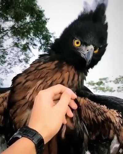 ? Black and chestnut eagle