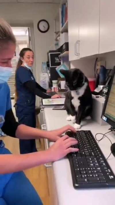 Vet clinic assistant