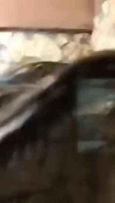 To attack a human
