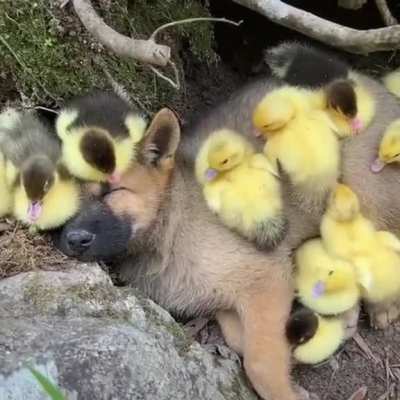 ? Puppy thinks he's one of them...