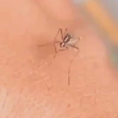 A mosquito tries to poke with all its might