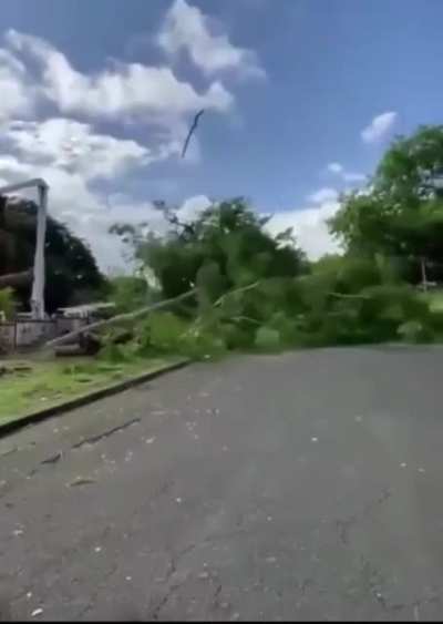 The tree strikes back.