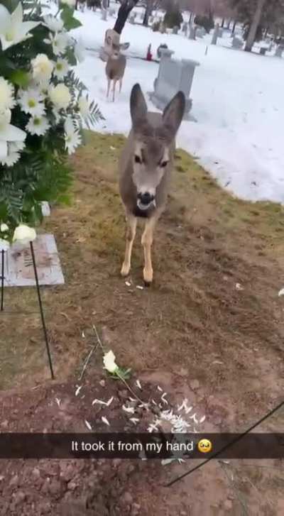 Warning - Robbery & Desecration of a Grave! Princess Style ??