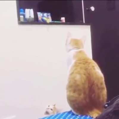 Mommy help ?