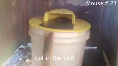 Easily The Best Mouse Trap Ever Invented