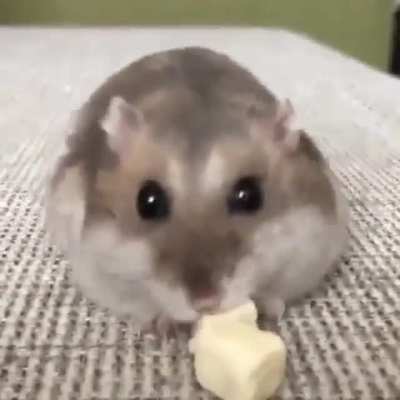 Cute little Vaccum Cleaner ?