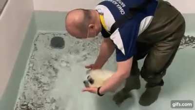 ? Baby Seal's First Time in a Deep Pool ?