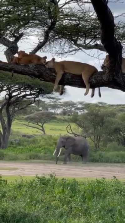 ? Lions taking a nap on top of a tree branch while Elephant walking below.