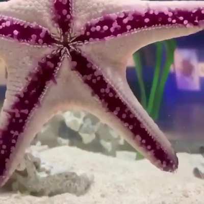 ? A starfish going for a stroll.