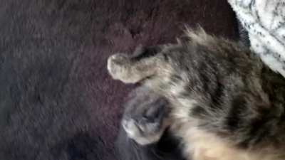 Sweetpea didn't know about catnip edibles. ?