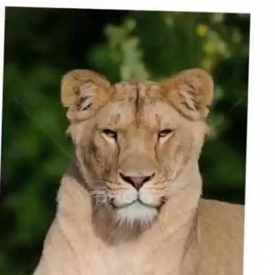 ? You can see the resemblance of the cats in the Cat family (also known as “Felidae”)