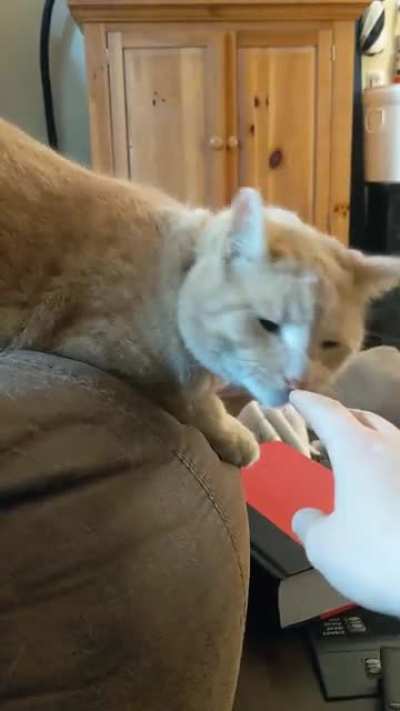 Marshmallow coming in with the polite taps for pets