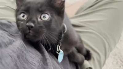 Adopted Chester yesterday - loves to play and sometimes likes to yell!