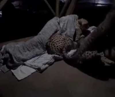 A caretaker comforting his cheetah companions when they get nervous during the night