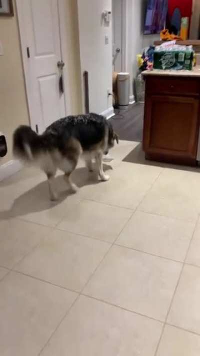 This dog bringing a block of ice home to play with ?