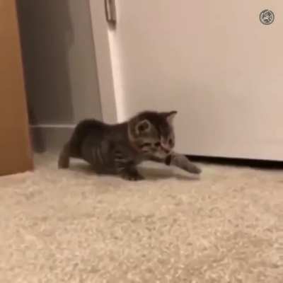 A real predator