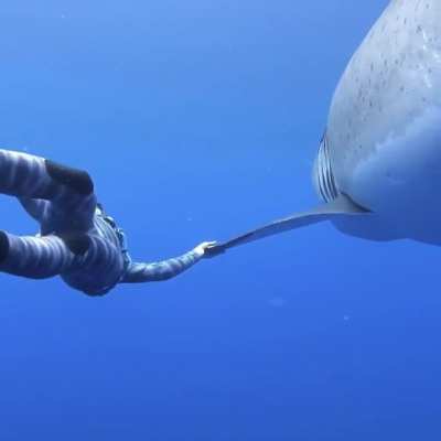 ? Ocean Ramsey and her team encountered this 20 ft Great White Shark near the island of Oahu, Hawaii. It is believed to be the biggest ever recorded .