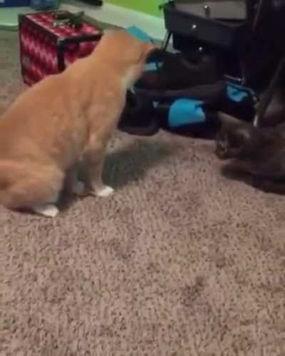 WCGW standing on your tail