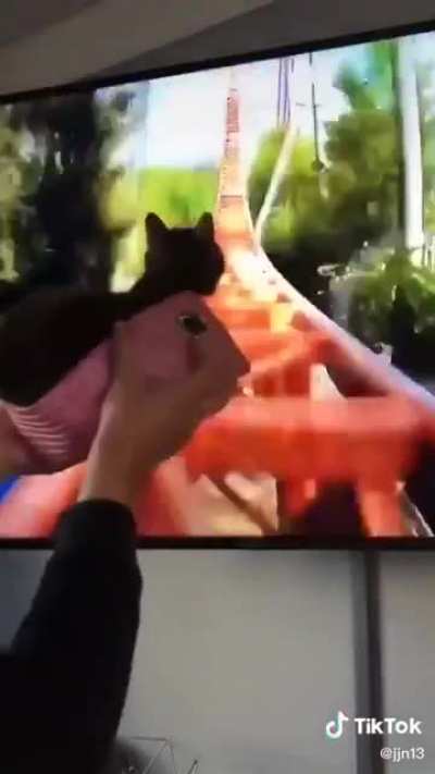 Cat rollercoaster