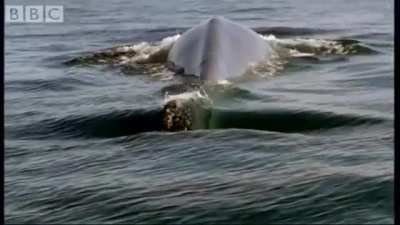 ? The Unmatched Scale of a Blue Whale.
