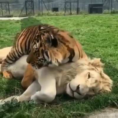 ? Tiger and a lion cuddling. Friendship goals. ?