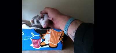 Mama ferret shows human her babies.