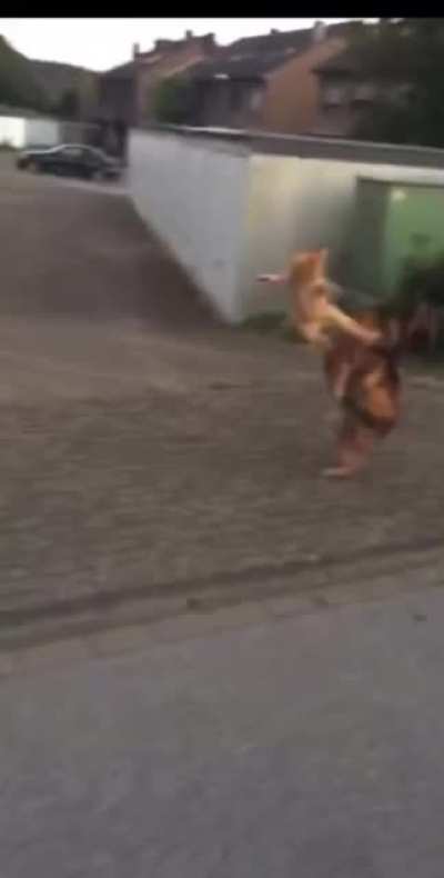 Skadooch