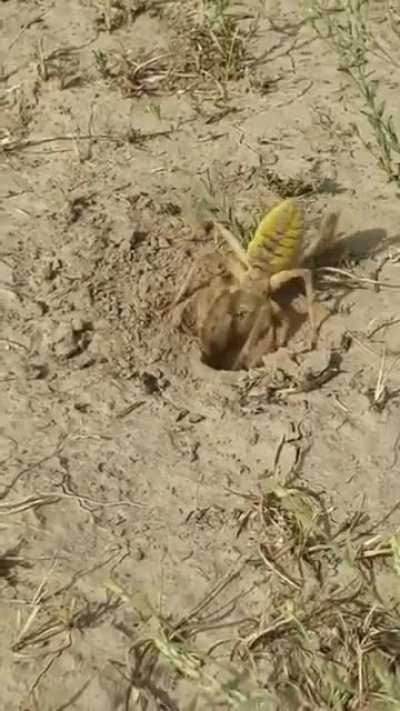 ? Camel spider.