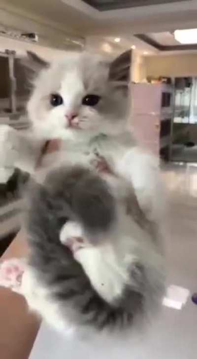 mini cute to chonky cute. ?