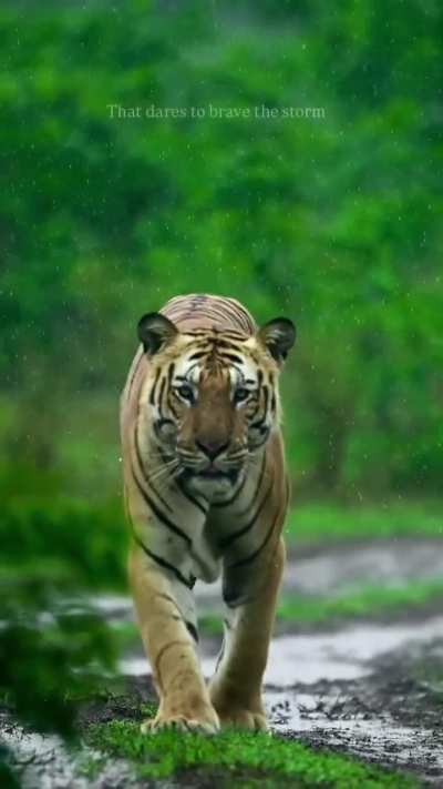 ?Tiger and Thunderstorm . He's making his territory aggressively throughout his monsoon visit