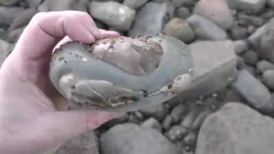 I found a fossil crab eroding out of a rock