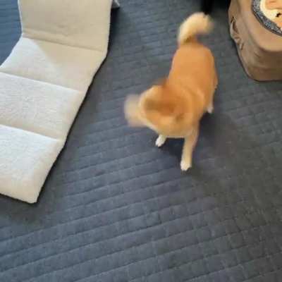 the tail on the pup goes round and round