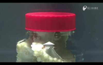 Within minutes of being put in a jar, Octopus figures out how to remove the lid to get outside.